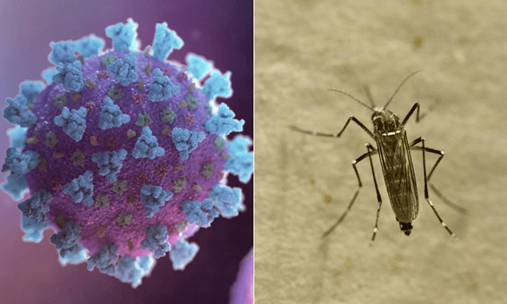  Mosquitos não podem transmitir o novo coronavírus